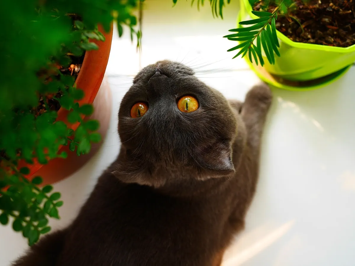 Pet-Safe Indoor Plants for UK Homes: A Room-by-Room Checklist